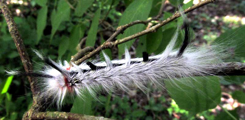 Apatelodes? late instar