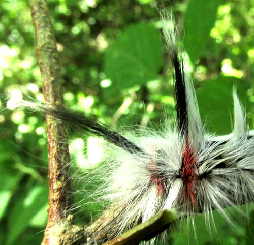 Apatelodes? late instar red splotch