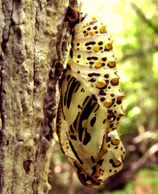 ORNATE FRITILLARY CHRYSALIS