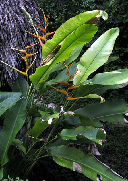 HELICONIA LATISPATHA