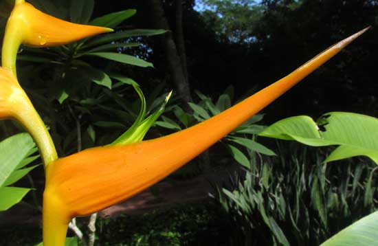 HELICONIA LATISPATHA, orange bract/leaf petiole