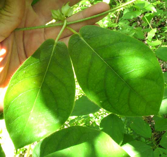 Macroscepis diademata leaves