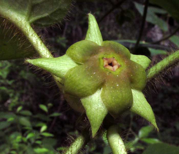 Macroscepis diademata flower