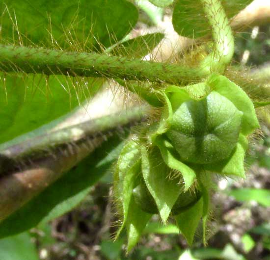 Macroscepis diademata unopened flower