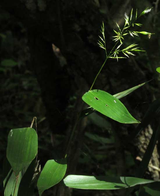 OLYRA LATIFOLIA, habitat