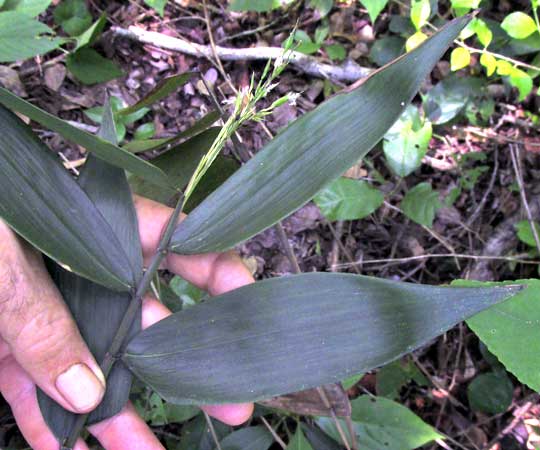 OLYRA LATIFOLIA, leaves