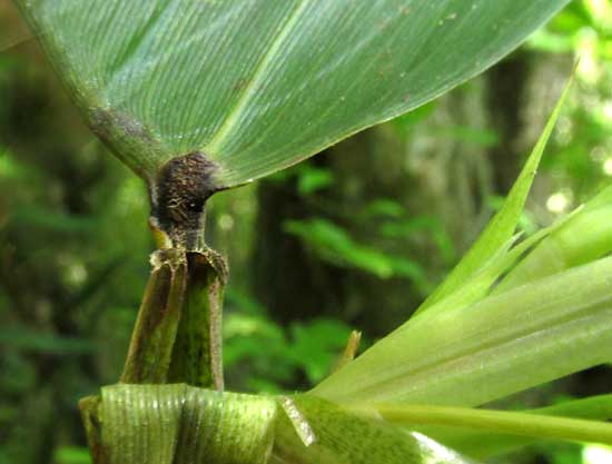 OLYRA LATIFOLIA, pseudopetiole