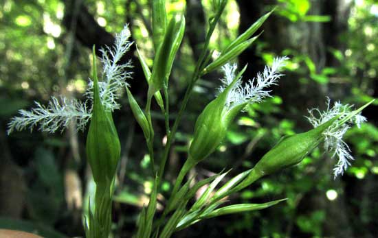 OLYRA LATIFOLIA, female flowers with branched styles