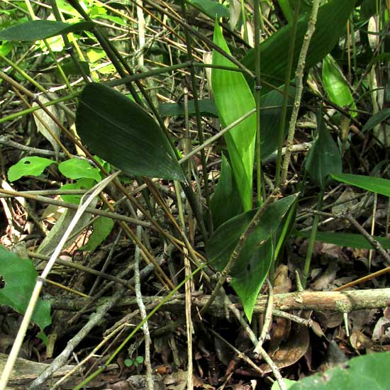 OLYRA LATIFOLIA, semi-woody stem bases