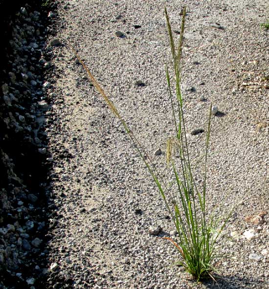 SPOROBOLUS JACQUEMONTII, habitat