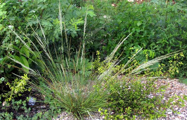 SPOROBOLUS JACQUEMONTII, habitat