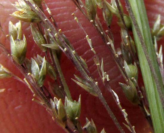 SPOROBOLUS JACQUEMONTII, mature spikelets