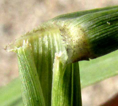 SPOROBOLUS JACQUEMONTII, ligule