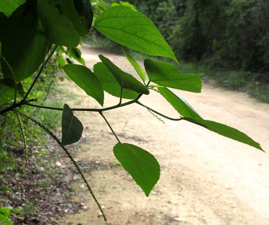 Acalypha Bush, ACALYPHA VILLOSA