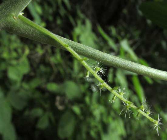 Acalypha Bush, ACALYPHA VILLOSA, female spike