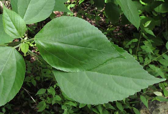 Acalypha Bush, ACALYPHA VILLOSA, leaves