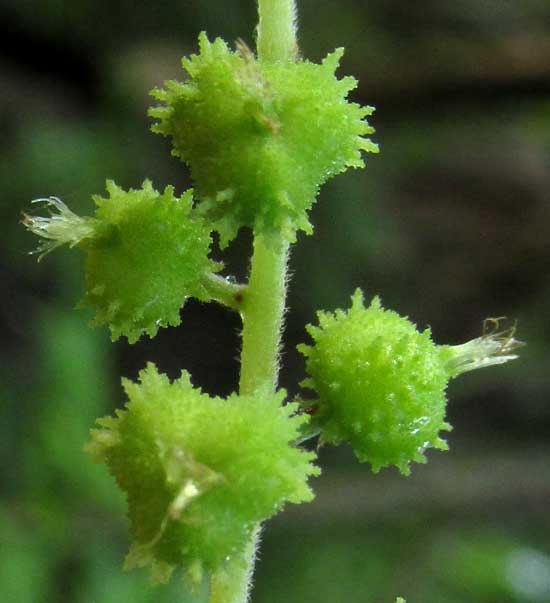 Acalypha Bush, ACALYPHA VILLOSA, immature fruits