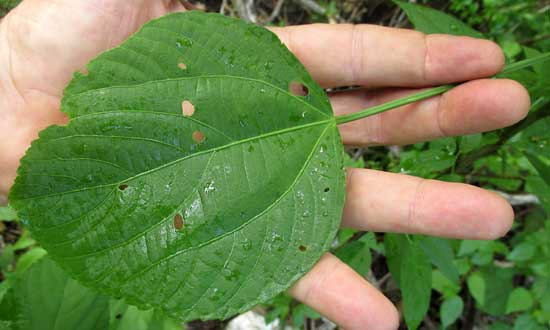 Acalypha Bush, ACALYPHA VILLOSA, shade leaf
