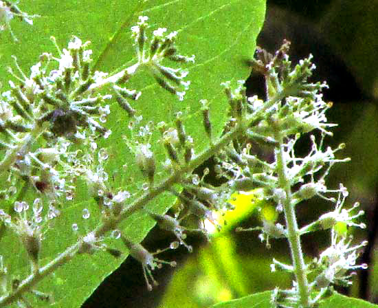 Wild Mamey, ALSEIS YUCATANENSIS, flowers