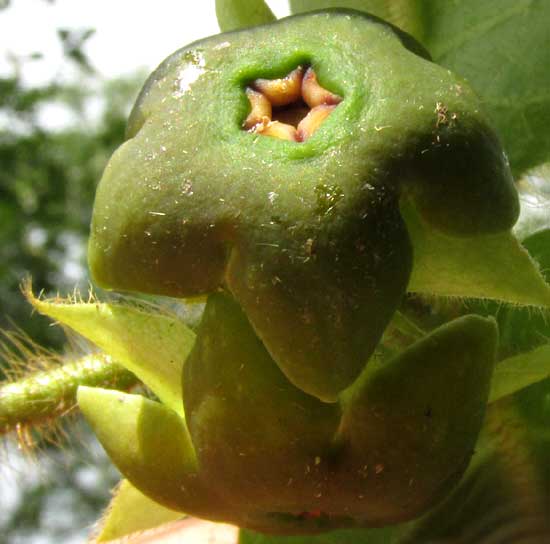 Anglepod, Macroscepis diademata, flower