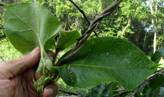 Anglepod, Macroscepis diademata, leaves