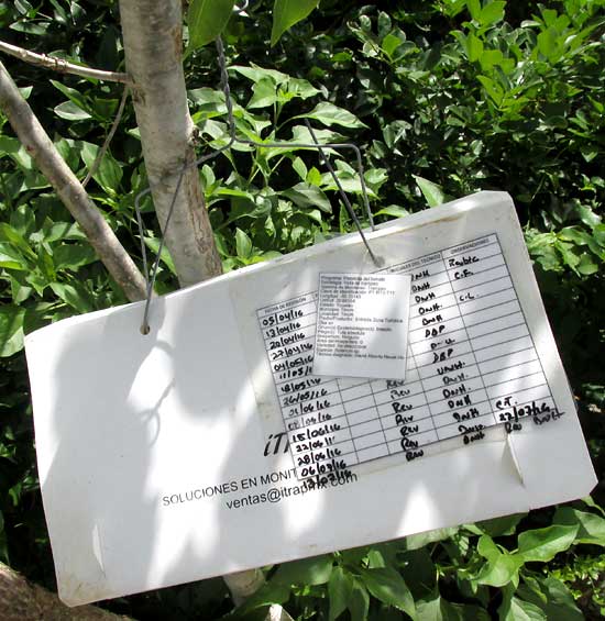 Tomato borer pheromone trap in tree, notes on box