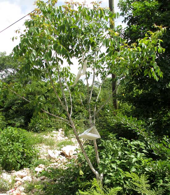 Tomato borer pheromone trap in tree