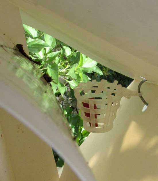 Tomato borer pheromone trap in tree, view inside