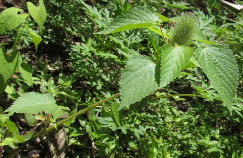 ACALYPHA ALOPECURIOIDES