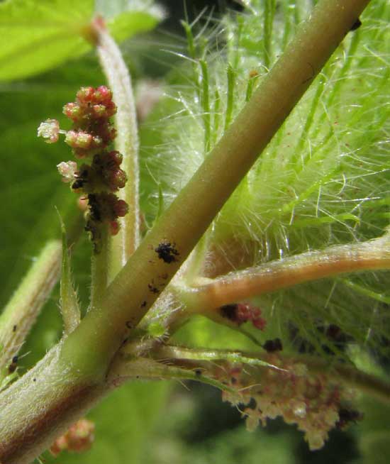 ACALYPHA ALOPECURIOIDES, male spikes