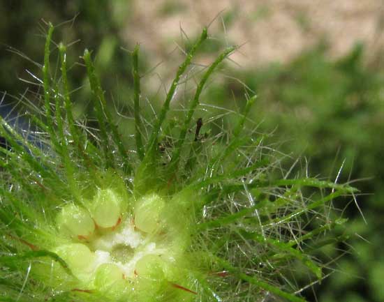 ACALYPHA ALOPECURIOIDES, female flowers and bracts