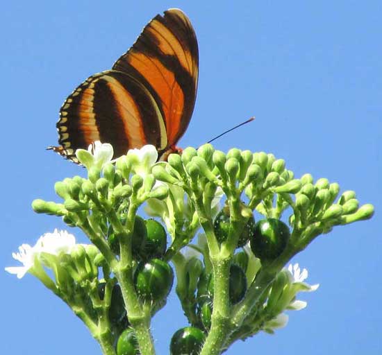 Banded Longwing, DRYADULA PHAETUSA, side