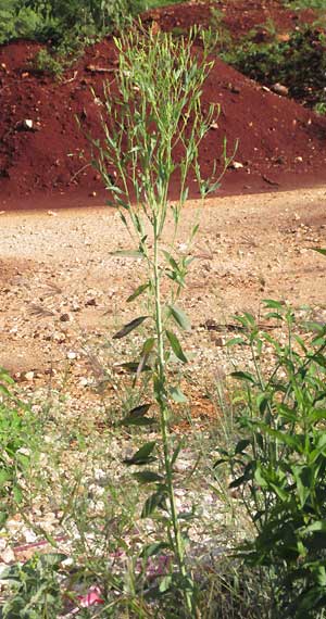 Poreleaf, POROPHYLLUM PUNCTATUM