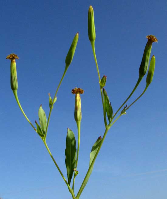 Poreleaf, POROPHYLLUM PUNCTATUM, flowering heads