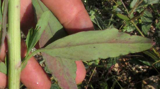 Poreleaf, POROPHYLLUM PUNCTATUM, leaf and stem