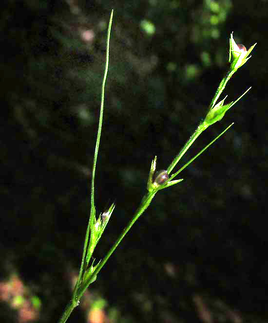 Nutrush, SCLERIA LITHOSPERMA, flowers