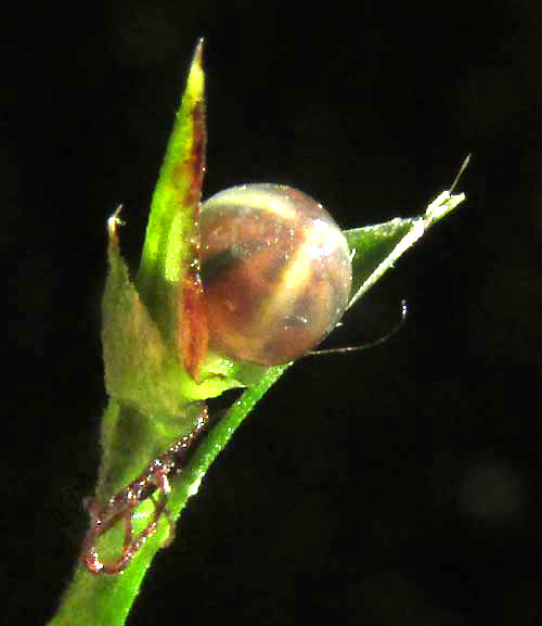 Nutrush, SCLERIA LITHOSPERMA, achene-fruit