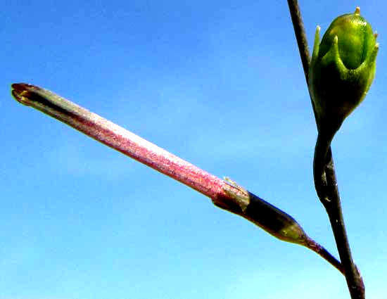 SCHWENCKIA AMERICANA, flower and fruit