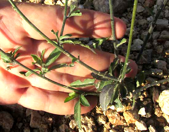 SCHWENCKIA AMERICANA, leaves