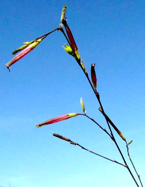 SCHWENCKIA AMERICANA, flowers