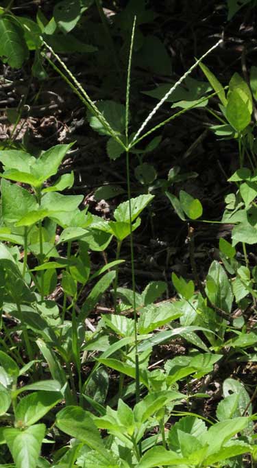 Tropical Crabgrass, DIGITARIA CILIARIS