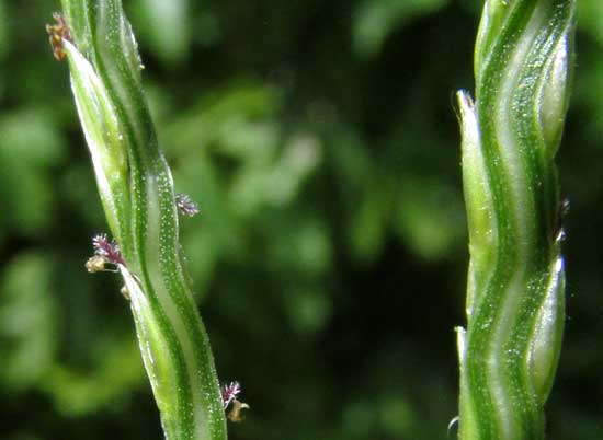 Tropical Crabgrass, DIGITARIA CILIARIS, rachilla from above