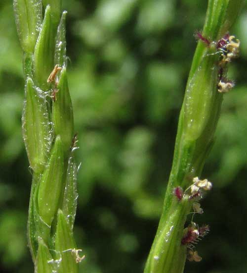 Tropical Crabgrass, DIGITARIA CILIARIS, rachilla from below