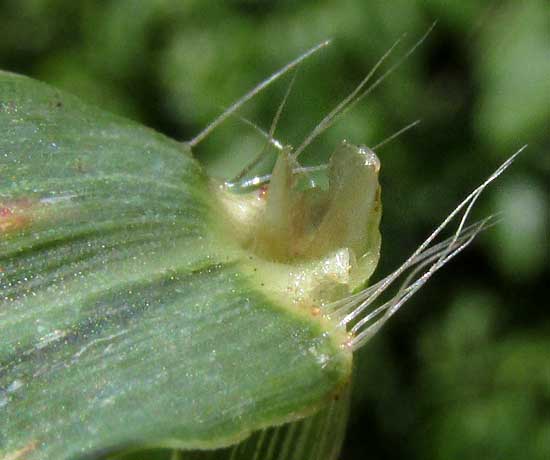 Tropical Crabgrass, DIGITARIA CILIARIS, ligule