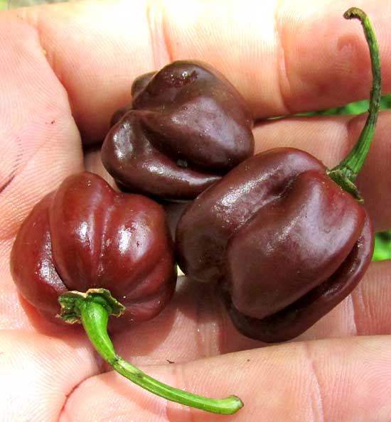 Chocolate Habanero peppers, CAPSICUM CHINENSE