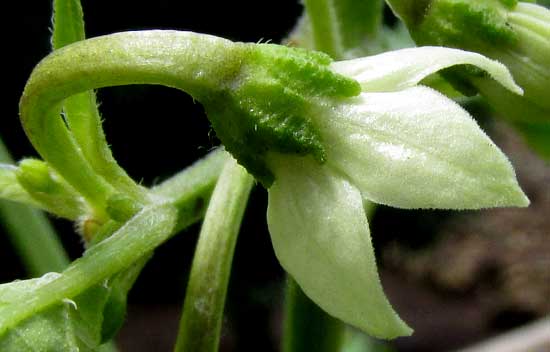 Chocolate Habanero flower, side view, CAPSICUM CHINENSE