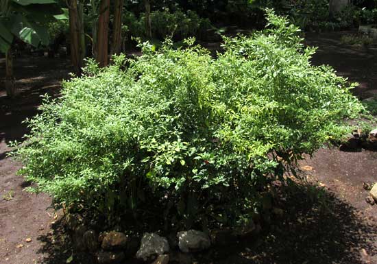 Red Dwarf Habanero plants