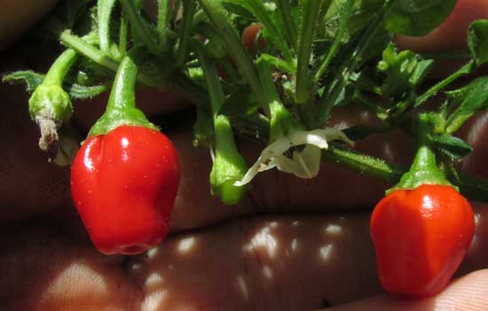 Red Dwarf Habaneros