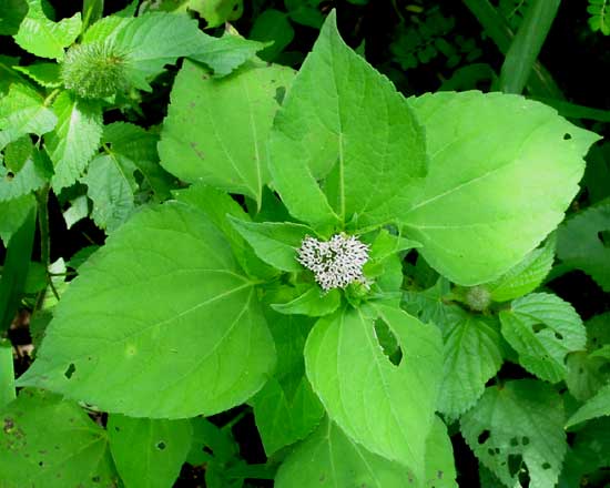 Silkleaf, LAGASCEA MOLLIS