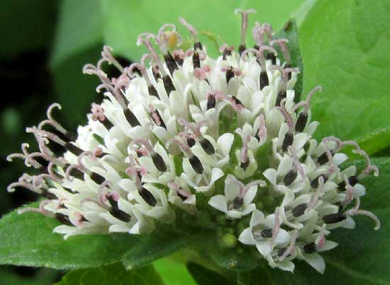 Silkleaf, LAGASCEA MOLLIS, flowers